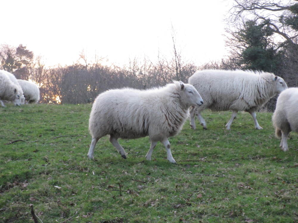 some sheep in a field!